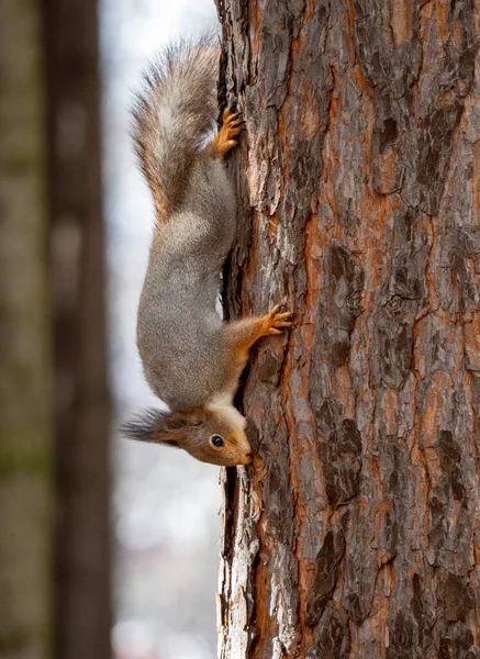 Eekhoorn Klampt Zich Vast Aan Stam Van Een Dennenboom Met — Stockfoto