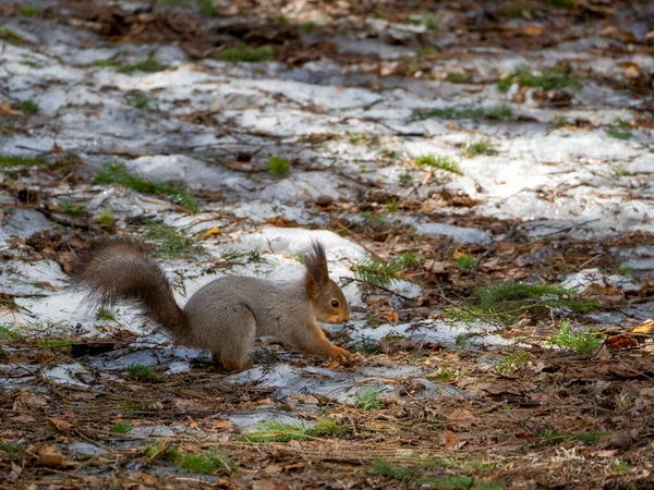 Σκίουρος Ψάχνει Για Φαγητό Στο Έδαφος Χιόνι Καλύπτει Μέρει Έδαφος — Φωτογραφία Αρχείου