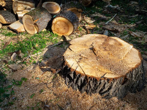 Taze kesilmiş geniş bir kütük güneş tarafından aydınlatılır. Dahası, kütükler çimlerin üzerinde bir yığın halinde yatıyor. Ağaç kesme, odun hazırlama. Kesilmiş bir ağacı olan doğal yaz geçmişi..