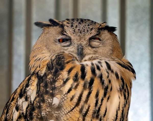 Κουκουβάγια Κατσούφιασε Και Στένεψε Μάτια Της Αυτιά Των Φτερών Πιέζονται — Φωτογραφία Αρχείου