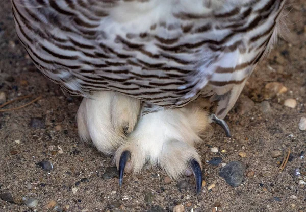 Benen Och Magen Polär Uggla Närbild Den Snöiga Ugglan Står — Stockfoto