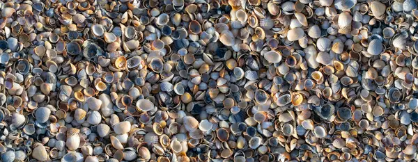 Seashells Encontram Costa Uma Camada Densa Fundo Natural Textura Com — Fotografia de Stock