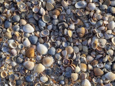 Sahildeki deniz kabukları kapanıyor. Birkaç kabuk bir çiçekle kaplıdır. Deniz kabukları ile doğal arkaplan.