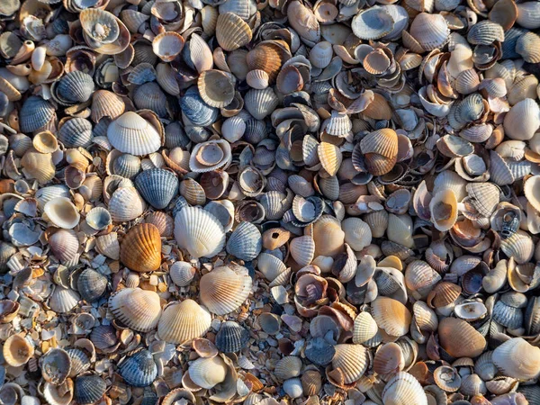 Seashells Pláži Zblízka Několik Skořápek Lemováno Květinou Přírodní Pozadí Mušlemi — Stock fotografie