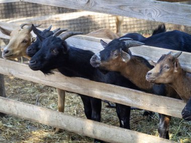 Farklı renkte keçiler aynı yöne bakıyor, boyunları uzanıyor ve ödül için bekliyorlar. Keçi yetiştiriyor. Hayvancılık için arka plan.