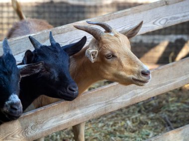 Güzel keçiler ağılda durup beslenmeyi beklerler. Yakın plan. Çiftlik hayvanları yetiştiricileri ve tarım için keçi geçmişi.