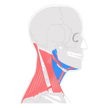 Boyun anterior üçgen çizelgesi, detaylı sınırlar ve bölümler, submandibular, submandibular, şah damarı, kas üçgenleri, anatomik illüstrasyon, bilim eğitimi, klinik anatomi