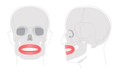 Orbicularis oris - Dudakların hareketlerini kontrol eden insan ağız kası anatomisi grafiği, yüz ifadeleri, konuşma ve yeme için önemlidir, tıbbi referans ve eğitim aracı olarak gösterilir