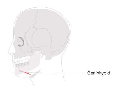 Geniohyoid - Çene kemiğini dil ve dil ile birleştiren etiketli diyagramda gösterilen kas, yutkunma, tıbbi ve öğretici araç olarak gerekli dil ve dil fonksiyonları