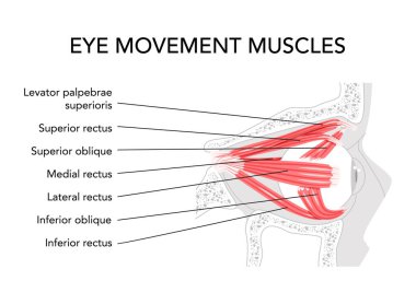 Göz kasları etiketli anatomi tablosu, üst rektus, alt rektus, orta rektus, yan rektus, üst leke, alt eğik, göz hareketi, tıbbi eğitim, bilimsel çizim.