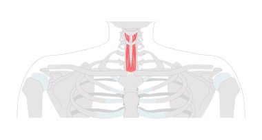 Sternohyoid tirohyoid - dil kemiğinin depresif olmasından sorumlu anatomi diyagramında gösterilen insan infrayoid kası, yutkunmaya ve konuşmaya yardımcı olur, tıbbi referans ve servikal bölge eğitimi.