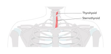 Sternohyoid tirohyoid - Etiketli anatomi diyagramında gösterilen insan infrayoid kası dil kemiğinin depresif olmasından sorumludur, yutkunma, konuşma, tıbbi referans ve servikal bölgeye yardımcı olur.
