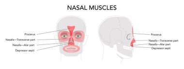 Burun kasları, anatomi diyagramı, procerus, nazalis transvers part, nasalis alar part, depresif septi etiketli, yüz kasları çizimi, tıbbi referans çizelgesi, eğitim şeması