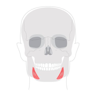 Depresör anguli oris - Ağız kenarlarını depresif yapan insan yüz kası somurtkan ifadelere katkı sağlıyor, tıbbi ve eğitici çizimler için yararlı