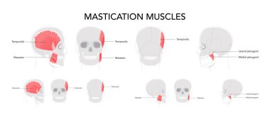 Çiğneme kasları seti etiketli diyagram, masör, temporalis, orta ve yan pterygoid, çene hareketi, çene fonksiyonu, insan başı anatomisi, yüz ifadesi, diş hekimliği, klinik, bilimsel.