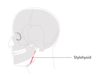 Stylohyoid - Etiketlenmiş anatomi diyagramında gösterilen insan suprahyoid kası, yutkunma sırasında dil kemiğini yükseltir ve geri çeker, tıbbi referans ve kafa tarafındaki eğitici illüstrasyon sırasında