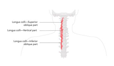 Longus colli - Etiketlenmiş anatomide tasvir edilen derin servikal kas, boyun esnekliği ve destek rotasyonu, omurga desteği ve eğitim için gerekli