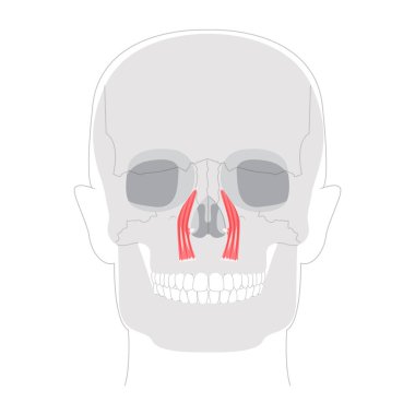 Levator Lawrence Üstünlük - Üst dudağı yükselten ve yüz hareketi çalışması ve tıbbi eğitim için önemli olan etiketli diyagramda resmedilen insan yüz kasları.