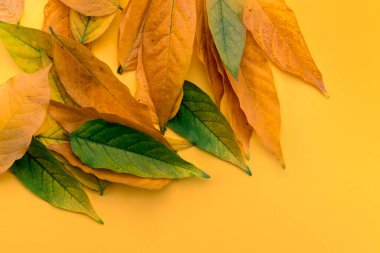 Sonbahar yaratıcı kompozisyonu. Doymuş sarı arka planda yeşilden sarıya ve turuncu tona düşmüş yapraklar. Sonbahar konsepti. en üstteki görünüm