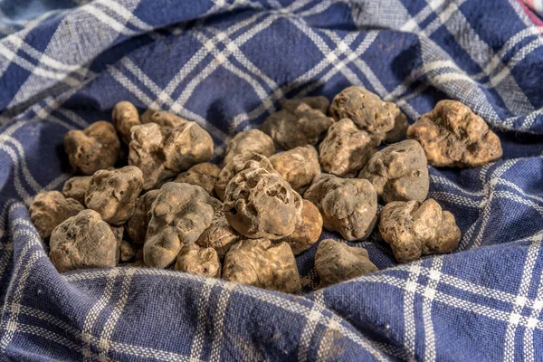 Alba white truffle on traditional napkin of the truffle hunter