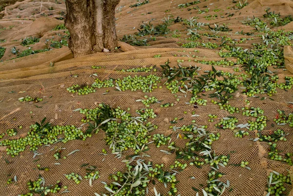 올리브유를 생산하기 탈리에 올리브 밭에서 올리브 그물에 떨어진 올리브 열매를 — 스톡 사진