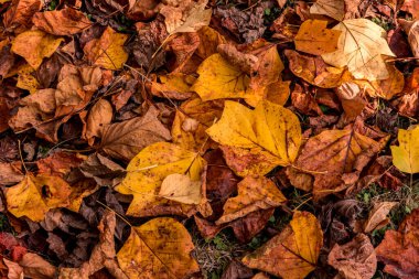Çimlerin üzerinde kurumuş lale yaprakları sarı ve turuncu bir sonbahar halısı oluşturuyor.
