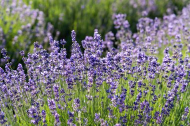 Yazın açan lavanta çiçekleri, seçici odak