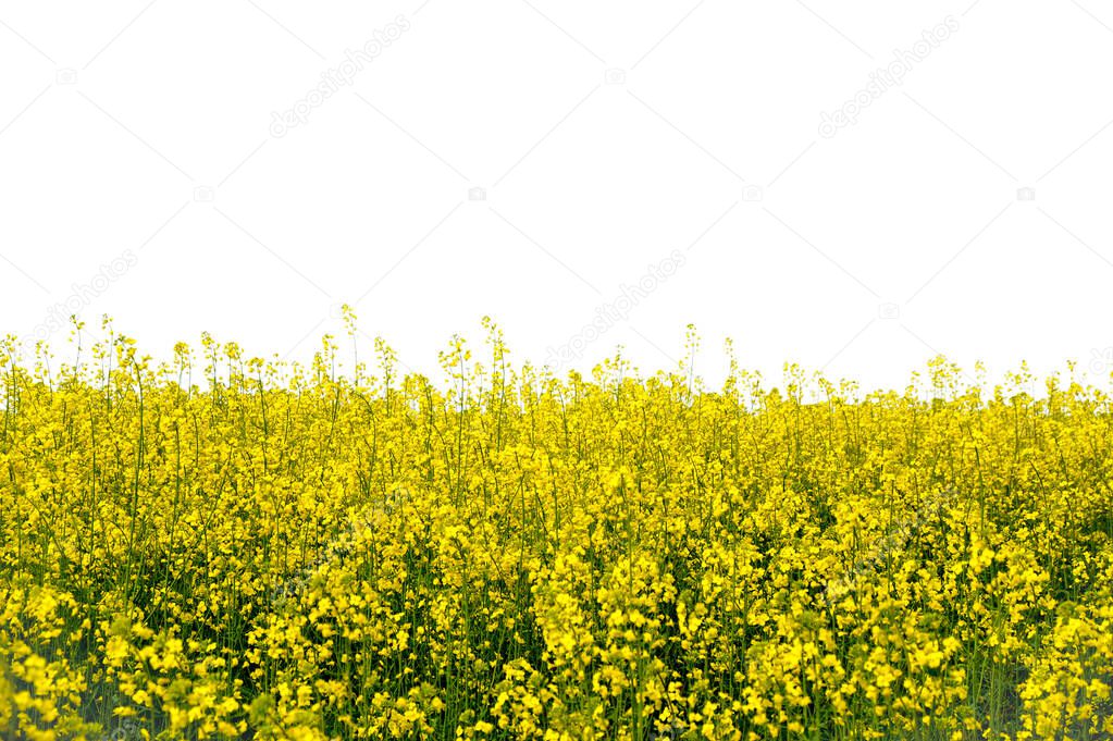 yellow blooming rapeseed  field isolated on white, text space