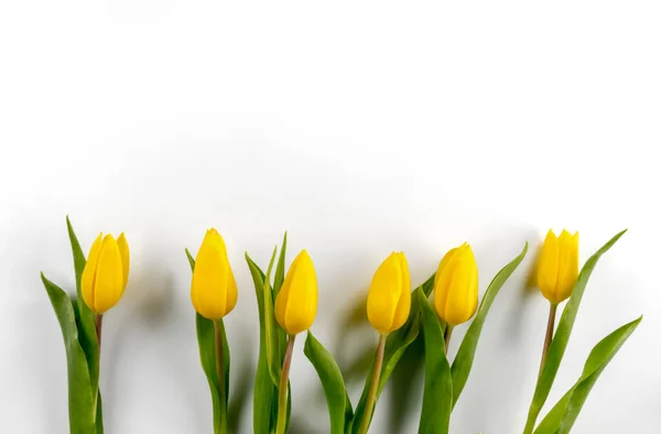 Żółte Tulipany Kwiaty Zielonymi Liśćmi Widok Góry Przestrzeń Kopiowania Izolowane — Zdjęcie stockowe