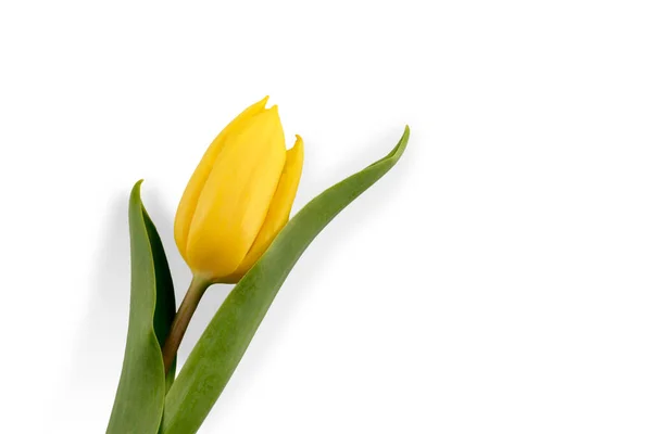 Kwiat Tulipana Żółtymi Płatkami Zielonymi Liśćmi Wyizolowanymi Białym Tle Przestrzeń — Zdjęcie stockowe