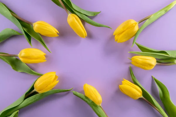 Żółte Tulipany Wyłożone Owalnym Kolorem Jasnofioletowym Tle Miejscem Kopiowania Kartki — Zdjęcie stockowe