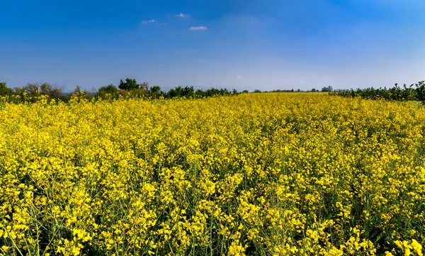 Campo Colza Canola Colza Campo Floração Amarelo Primavera Céu Blu — Fotografia de Stock