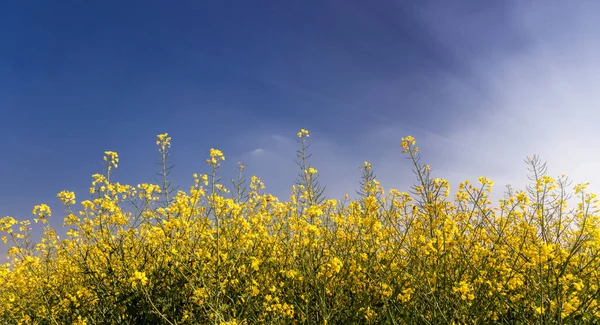 Sárga Virágzó Repcemagmező Kék Égen Napsugarakkal Szöveges Tér Banner — Stock Fotó