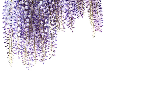 Wisteria çiçekleri beyaza izole edilmiş, kopyalama alanı, tebrik kartları ve afiş için ideal 