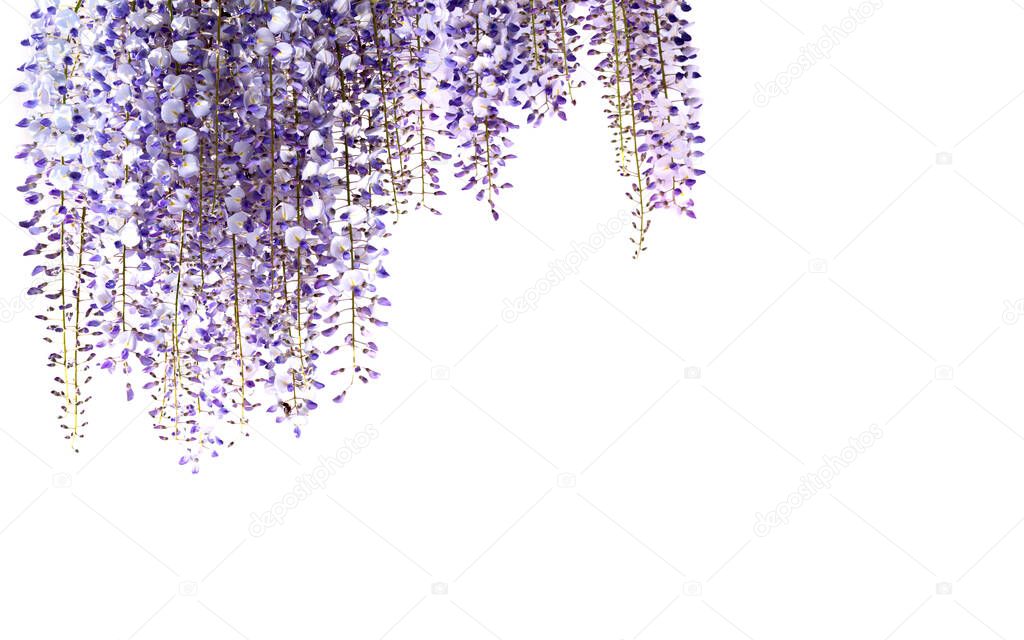 wisteria flowers isolated on white, copy space, ideal for greeting cards and banner 