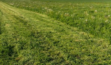 Baharda karahindiba ile yeşil çim biçme