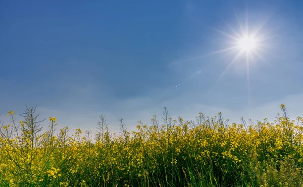 Amarelo Florescendo Campo Colza Céu Azul Com Raios Sol Espaço — Fotografia de Stock