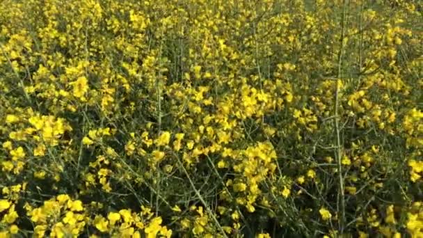 Золотой Цветок Рапса Канолы Колзы Весной Летающими Пчелами Сковородой — стоковое видео