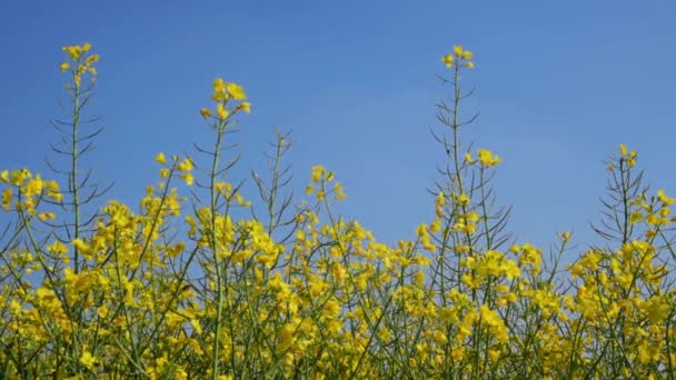 Gul Blommande Raps Med Bin Som Flyger Blå Himmel — Stockvideo