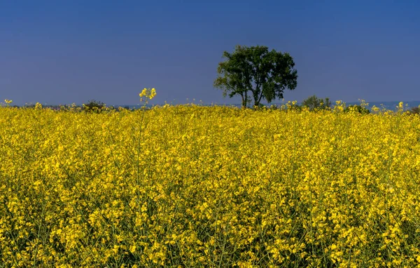 Repcemag Repcemag Vagy Repcemező Tavaszi Sárga Virágzó Mező Blu Égbolton — Stock Fotó