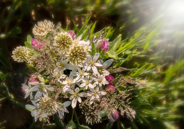 Bouquet Fiori Campo Con Fiori Trifoglio Fiori Bianchi Sfondo Sfocato — Foto Stock