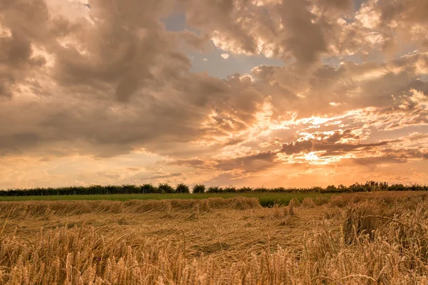 Krajobraz Pola Pszenicy Uszami Leżącymi Burzy Zachodzie Słońca Dramatycznym Kolorowym — Zdjęcie stockowe