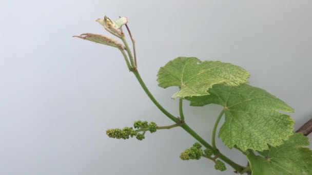 白を背景に春に若いブドウと若い葉の房を持つブドウの芽 — ストック動画