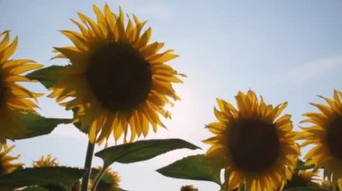 Tarlada ayçiçeği çiçekleri uçuşan arılar ve yaprakların arasında güneş ışınları, yatay döngü