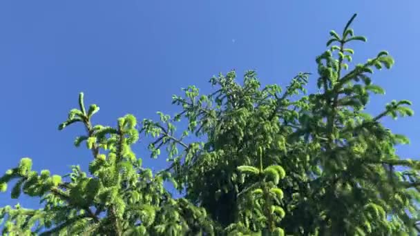 云杉枝条在清澈的蓝天上被风吹动着 — 图库视频影像