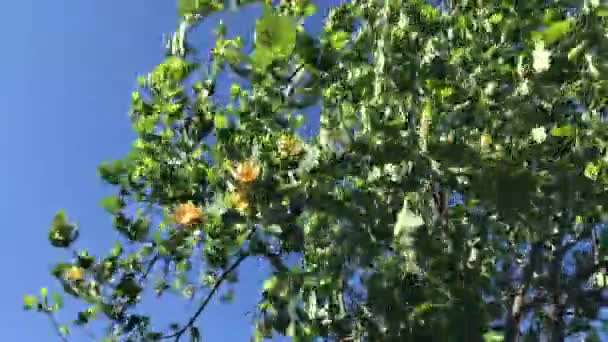 Květiny Tulipánů Liriodendron Větvích Foukal Vítr Jaře Modré Obloze — Stock video