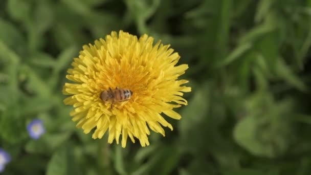 Bijen Verzamelen Stuifmeel Gele Paardebloem Close Wazig Groene Weide Achtergrond — Stockvideo