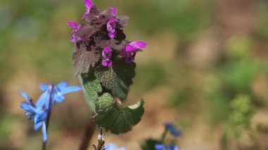 Isırgan otu ya da mor lamio, ölü ısırgan otu tıbbi bir bahardır. Bulanık arkaplanı kapat, boşluğu kopyala