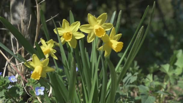 Flores Narcisas Amarillas Sobre Fondo Borroso — Vídeo de stock