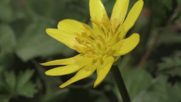 Celandine Minore Ficaria Verna Gialla Primo Piano Fiore Sfondo Sfocato — Video Stock